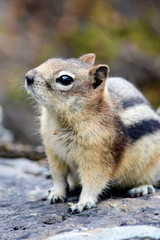 Ground squirrel looking to the left