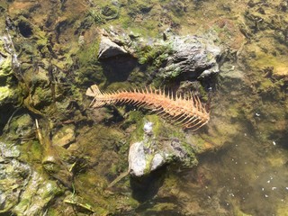 Skeleton of dead fish