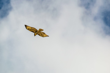 Golden eagle  flying bottom view 