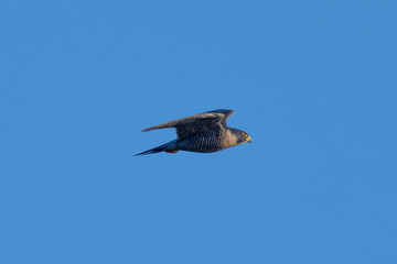 Close view of a Peregrine Falcon flying, seen in the wild near the San Francisco Bay