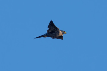 Close view of a Peregrine Falcon flying, seen in the wild near the San Francisco Bay