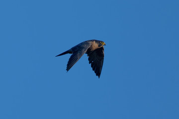Close view of a Peregrine Falcon flying, seen in the wild near the San Francisco Bay