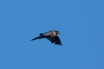 Close view of a Peregrine Falcon flying, seen in the wild near the San Francisco Bay