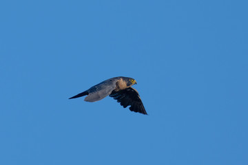 Close view of a Peregrine Falcon flying, seen in the wild near the San Francisco Bay