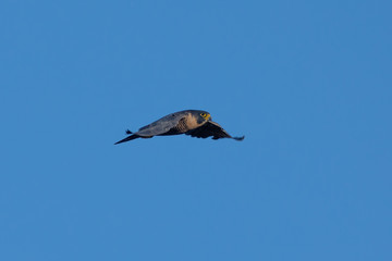 Close view of a Peregrine Falcon flying, seen in the wild near the San Francisco Bay