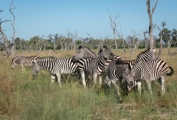 Fototapeta na wymiar Herd of Zebra, Okavango Delta, Botswana
