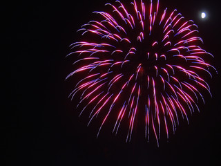 Pink and purple firework burst in the black sky on the Fourth of July