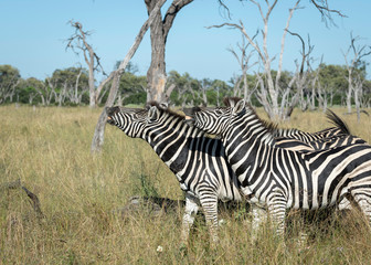 Zebra smiling for the camera