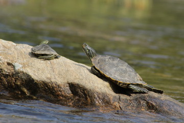 Obraz premium Northern Map Turtle listed as special concern in the species at risk act in Canada