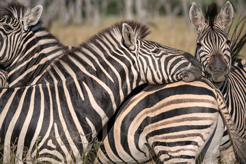 Fototapeta na wymiar Close Up of a Herd of Zebra, Okavango Delta, Botswana