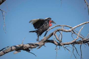Male Ground Hornbill in a Tree