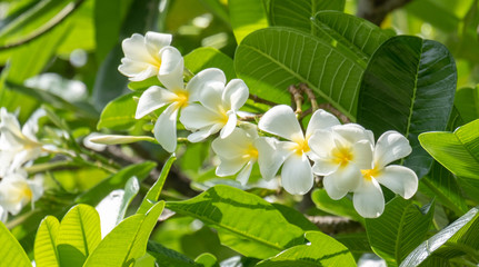 bouquet white plumeria
