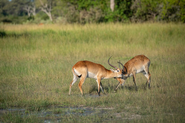 Male Impala Fighting for Dominance