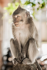 Portrait of long tailed macaque monkeys at sacred monkey forest