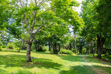 Fototapeta premium 蔵王坊平高原