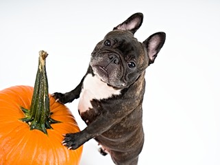 French bulldog and pumpkins on white background    