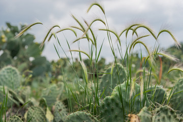 campo mexicano tunas verdes y rojas sembradio de tunas