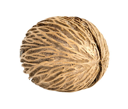 Cerbera oddloam's seed isolate on white