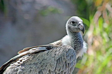 White-backed Vulture