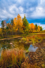 Autumn landscape of the forest on the edge of the swamp