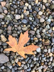 Maple leaf on stones