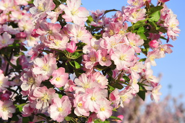 Chinese flowering crab-apple blooming
