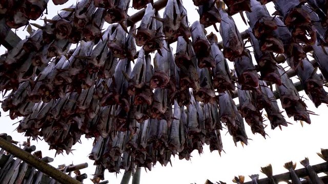 4k footage - Racks of dried cod fish in Reine, Norway.  Lofoten Islands
