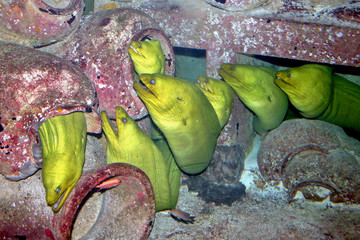 Eels