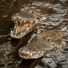 Obraz premium Two crocodiles in the water.