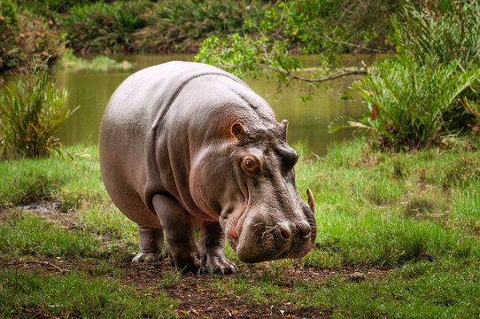 Kenyan hippo on the riverbank.