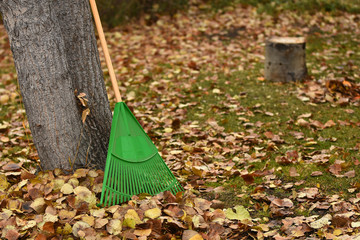 Green Garden Rake and Autumn Leaves 