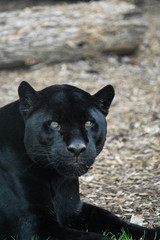 Black jaguar lying down looking at you