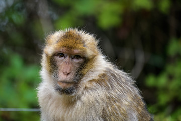 Closeup portrait of a barbary macaque