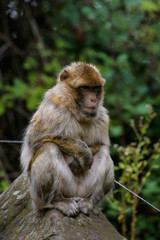 Closeup portrait of a barbary macaque