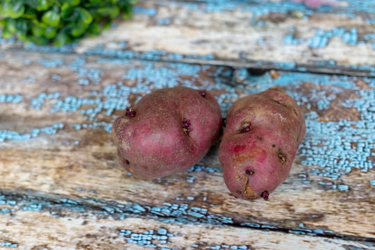 View of Huayro potatoes, originally from Peru
