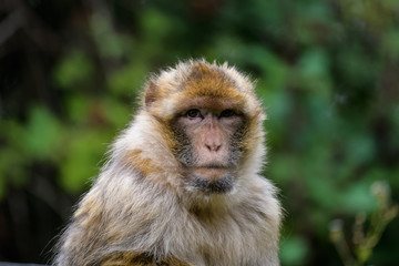 Closeup portrait of a barbary macaque