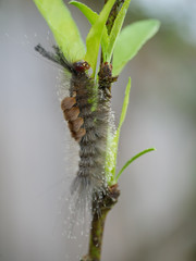 caterpillar of butterfly. fluffy caterpillar macro insect