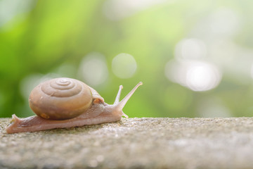 Snail on the Concrete wall blurred green background in the garden