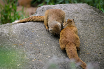 Fox mongooses fighting on a rock before mating