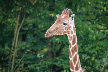 Obraz premium Closeup portrait of a giraffe
