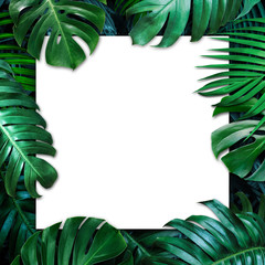 Tropical leaves and blank white paper background