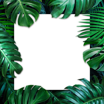 Fototapeta Tropical leaves and blank white paper background