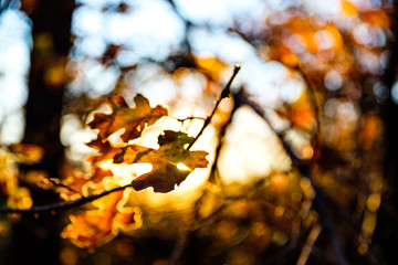 Fall Season