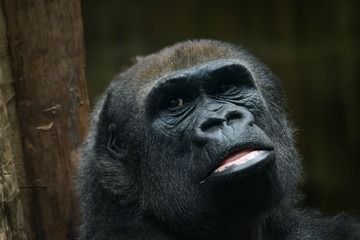 Naklejka premium Closeup portrait of a lowland gorilla