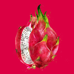 Dragon Fruit on red background. Watercolor illustration