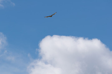 front view golden eagle in flight 