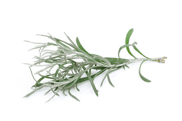 curry plant leaf isolated on white background