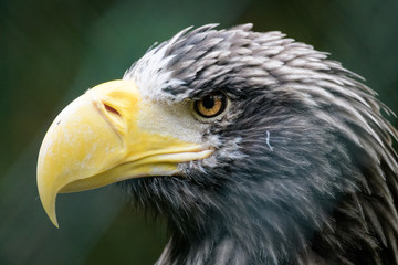Closeup portrait of a Steller's sea eagle