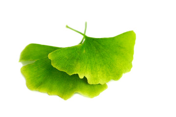Green leaves of Ginkgo biloba close-up, isolated on white background
