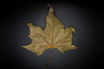 Texture of dry autumn leaf on black.